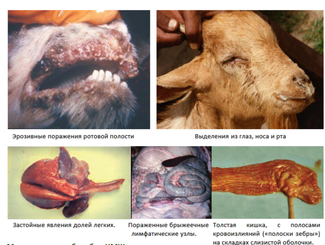 Какие опасные инфекции животных могут передаваться человеку